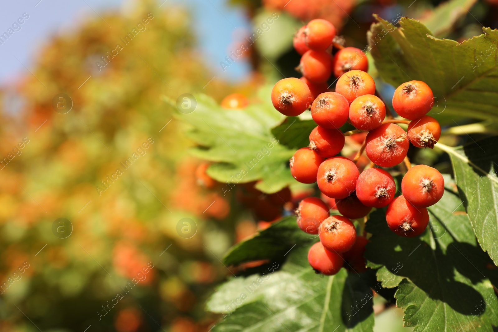 Photo of Rowan tree with many berries growing outdoors, closeup. Space for text