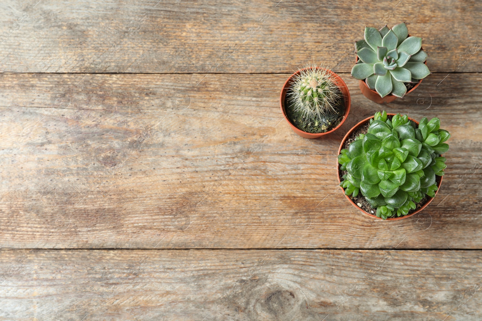 Photo of Flat lay composition with different succulent plants in pots on wooden table, space for text. Home decor