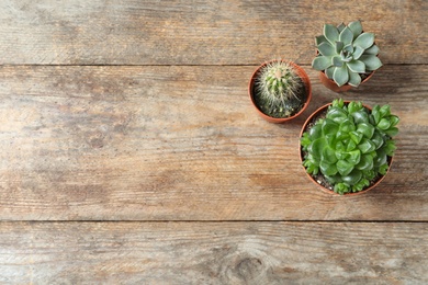 Flat lay composition with different succulent plants in pots on wooden table, space for text. Home decor