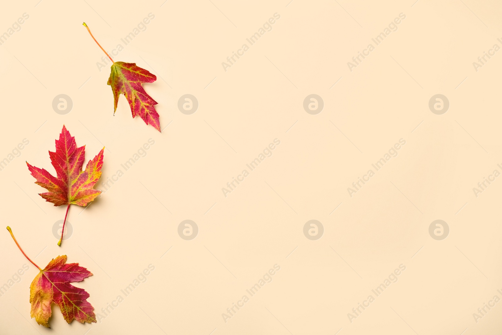 Photo of Colorful autumn leaves on beige background, flat lay. Space for text
