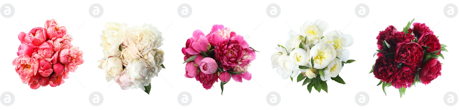 Image of Set of beautiful peonies on white background. Bright bouquets