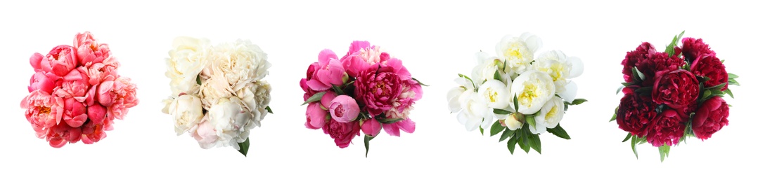 Image of Set of beautiful peonies on white background. Bright bouquets