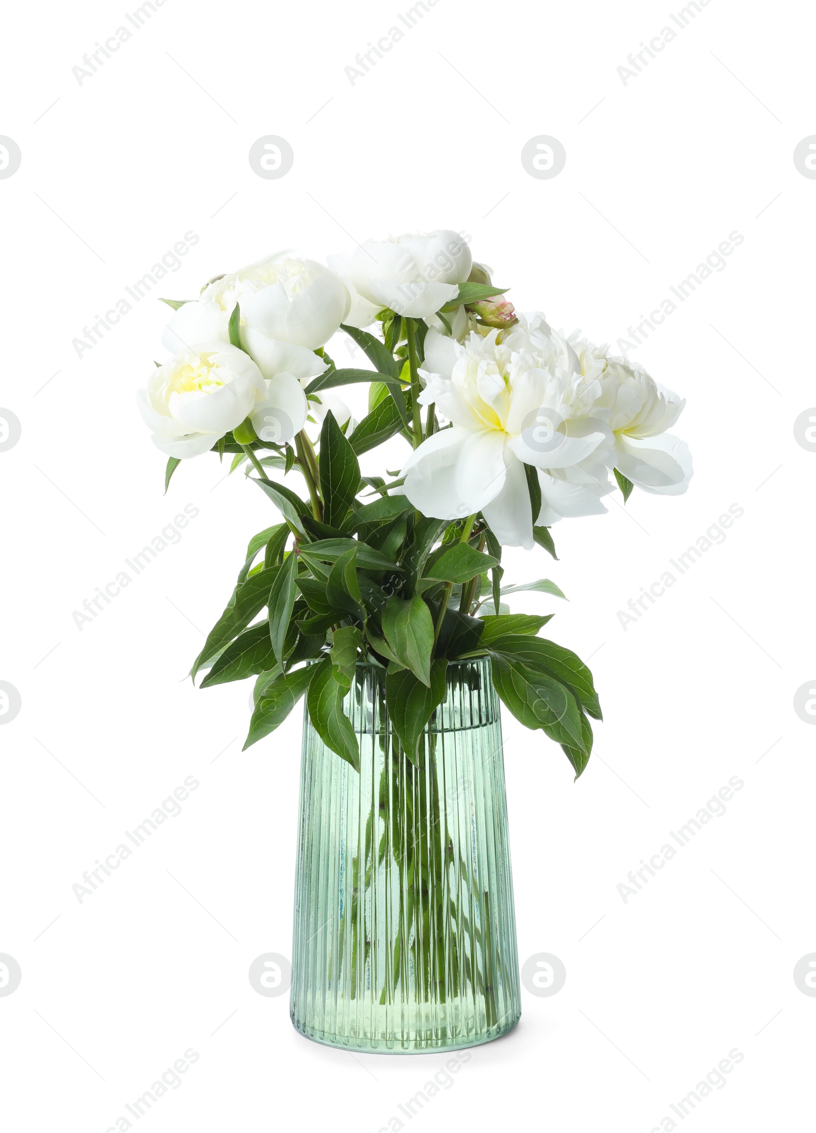 Photo of Beautiful blooming peonies in vase isolated on white