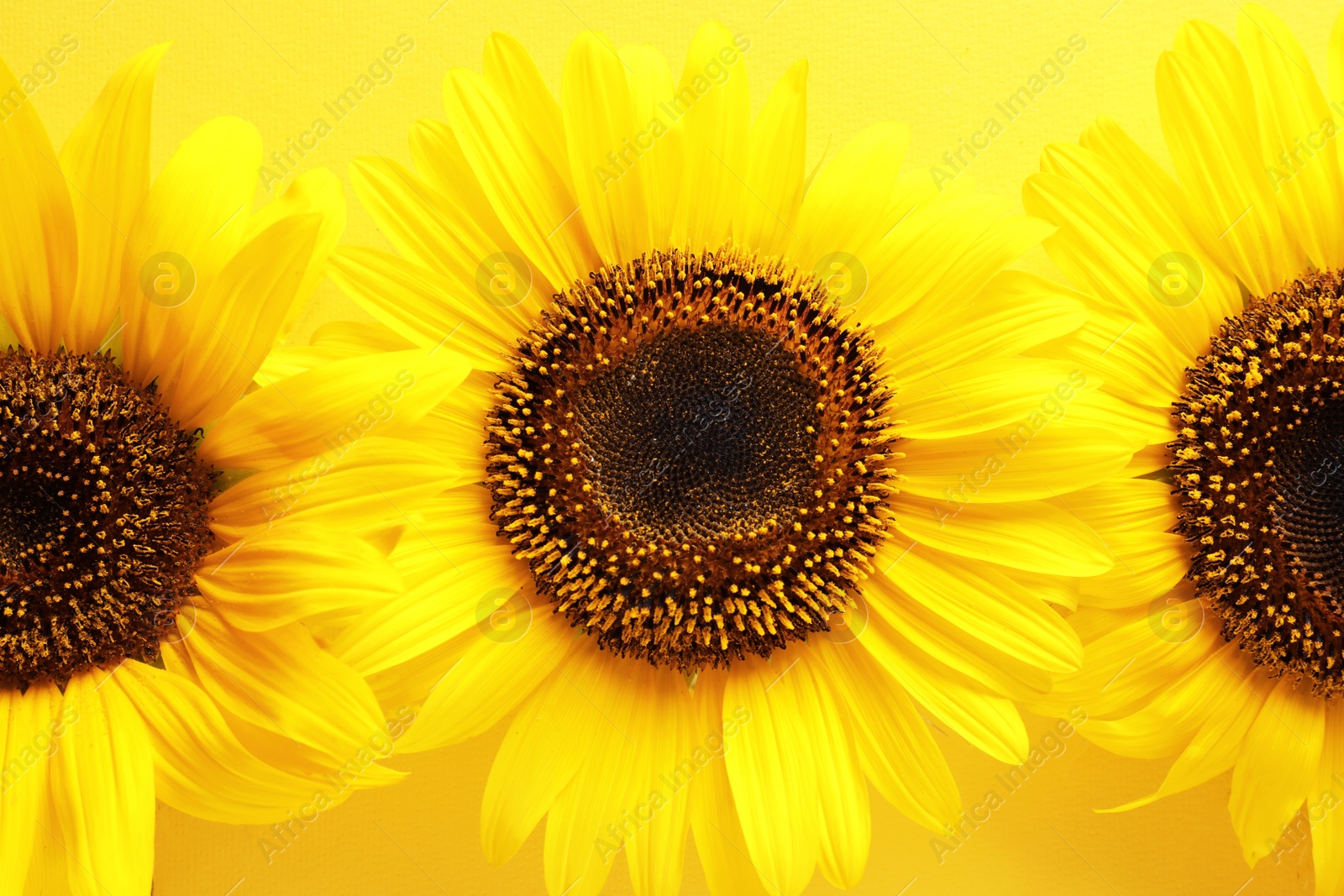 Photo of Beautiful bright sunflowers on color background, top view