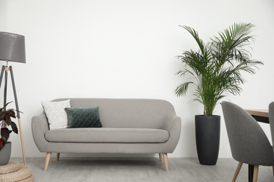 Beautiful potted palm in modern living room