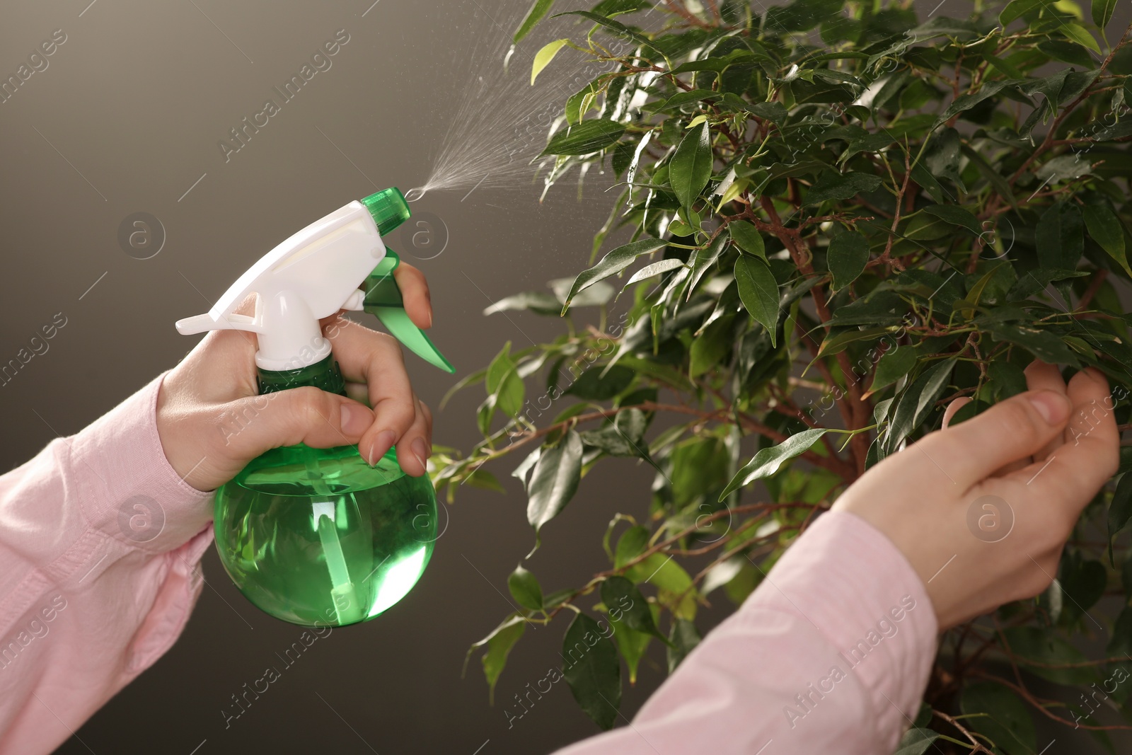 Photo of Woman spraying water onto houseplant against grey wall, closeup