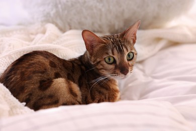 Cute Bengal cat lying on bed at home. Adorable pet