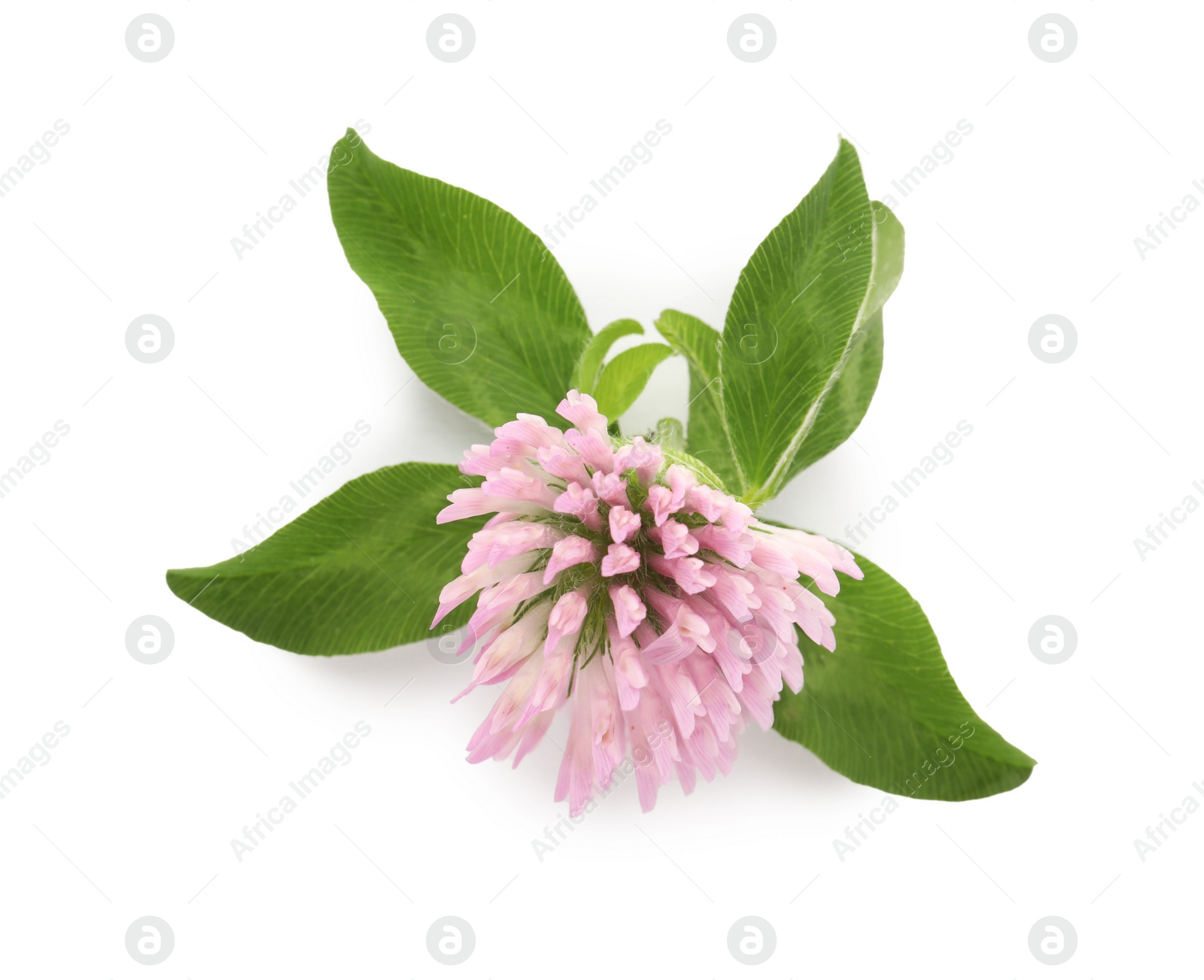 Photo of Beautiful blooming clover flower with green leaves on white background