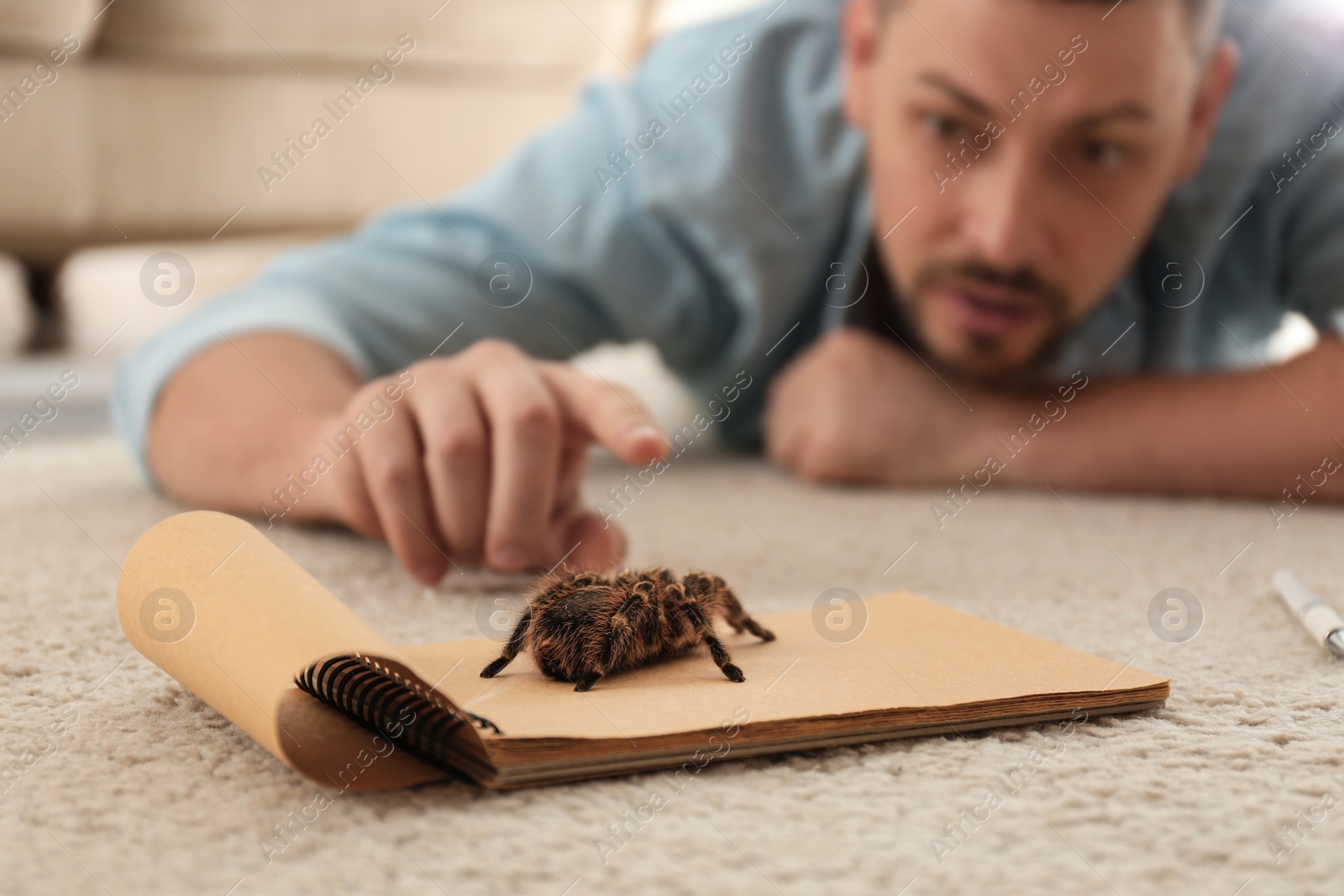 Photo of Man and tarantula on carpet. Arachnophobia (fear of spiders)