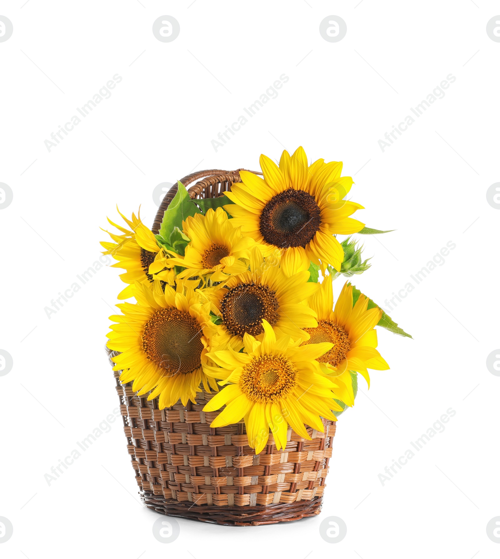 Photo of Wicker basket with beautiful yellow sunflowers on white background