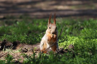 Photo of Cute red squirrel on grass in forest