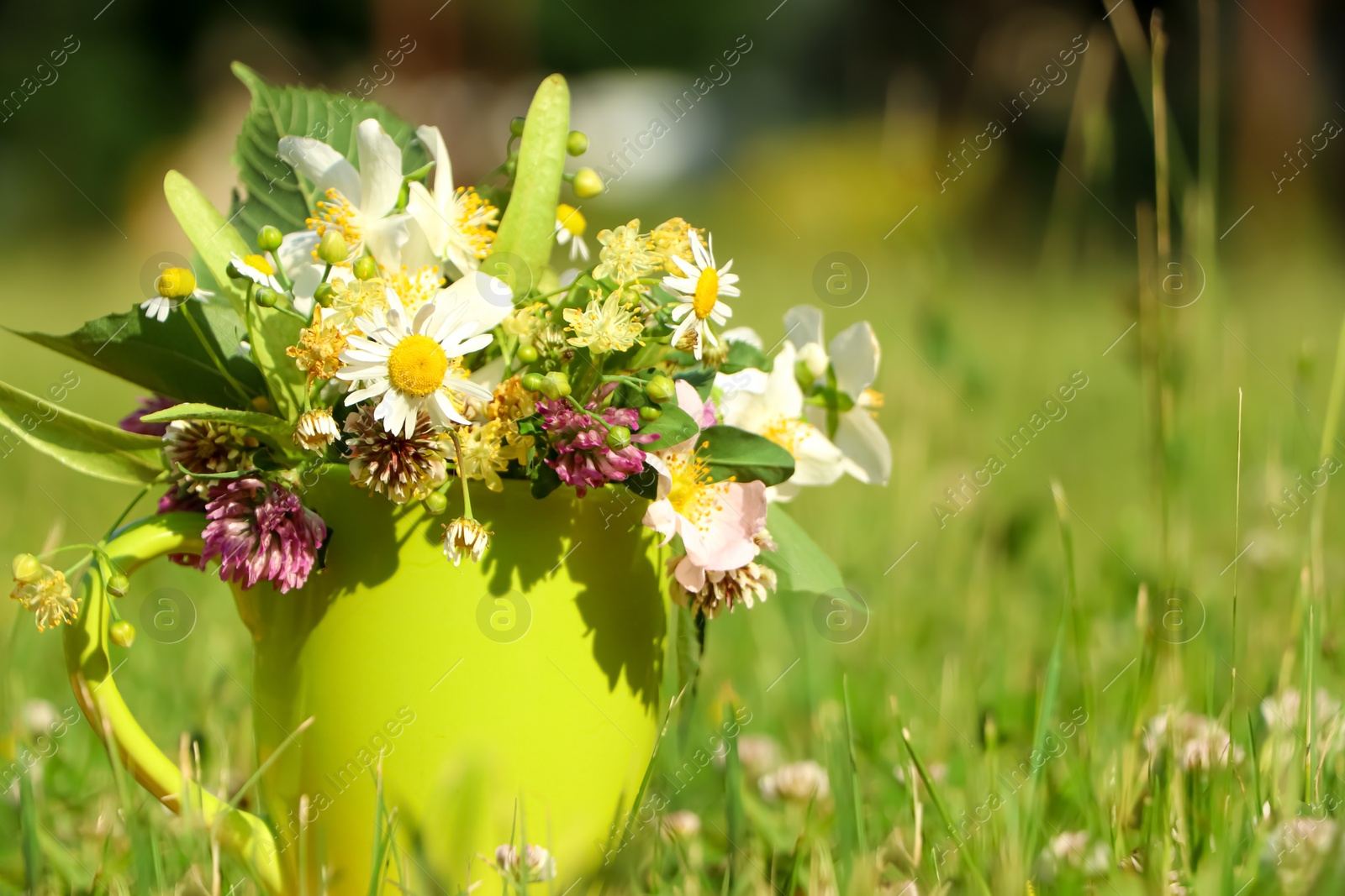 Photo of Green cup with different wildflowers and herbs in meadow on sunny day, closeup. Space for text