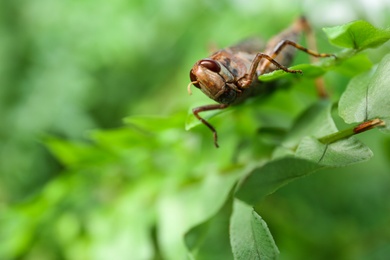 Photo of Brown grasshopper on tree branch in garden. Space for text