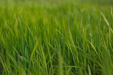 Photo of Green lawn with fresh grass outdoors, closeup
