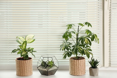 Photo of Different potted plants on sill near window blinds. Space for text