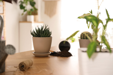 Photo of Beautiful plants on table indoors. Engaging hobby