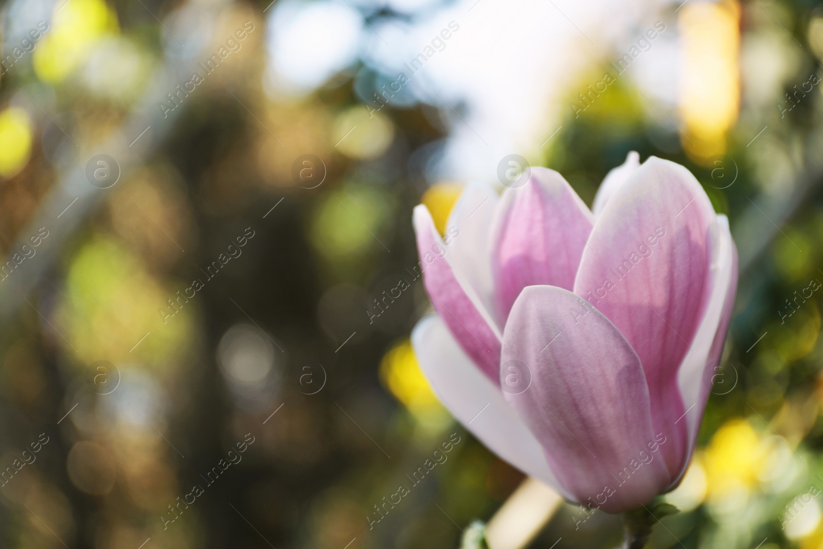 Photo of Magnolia tree with beautiful flowers outdoors, closeup. Amazing spring blossom