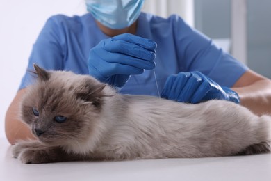 Photo of Veterinary holding acupuncture needle near cat's back in clinic, closeup. Animal treatment