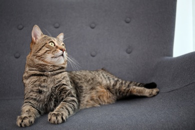 Photo of Cute cat resting on sofa at home