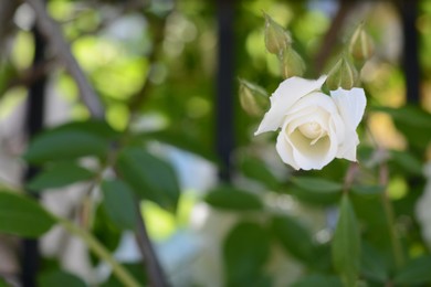 Beautiful rose bush with white bud outdoors, closeup. Space for text