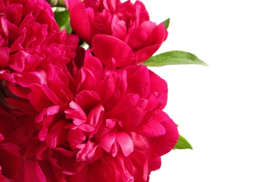 Beautiful blooming peony flowers on white background, closeup