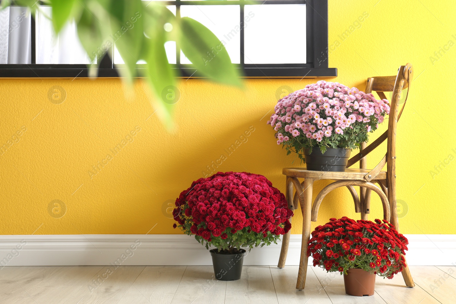 Photo of Beautiful composition with chrysanthemum flowers near colorful wall. Space for text