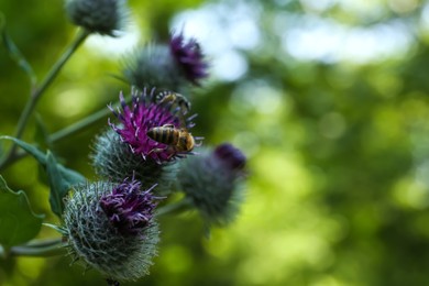 Photo of Burdock flowers with bees outdoors, closeup. Space for text