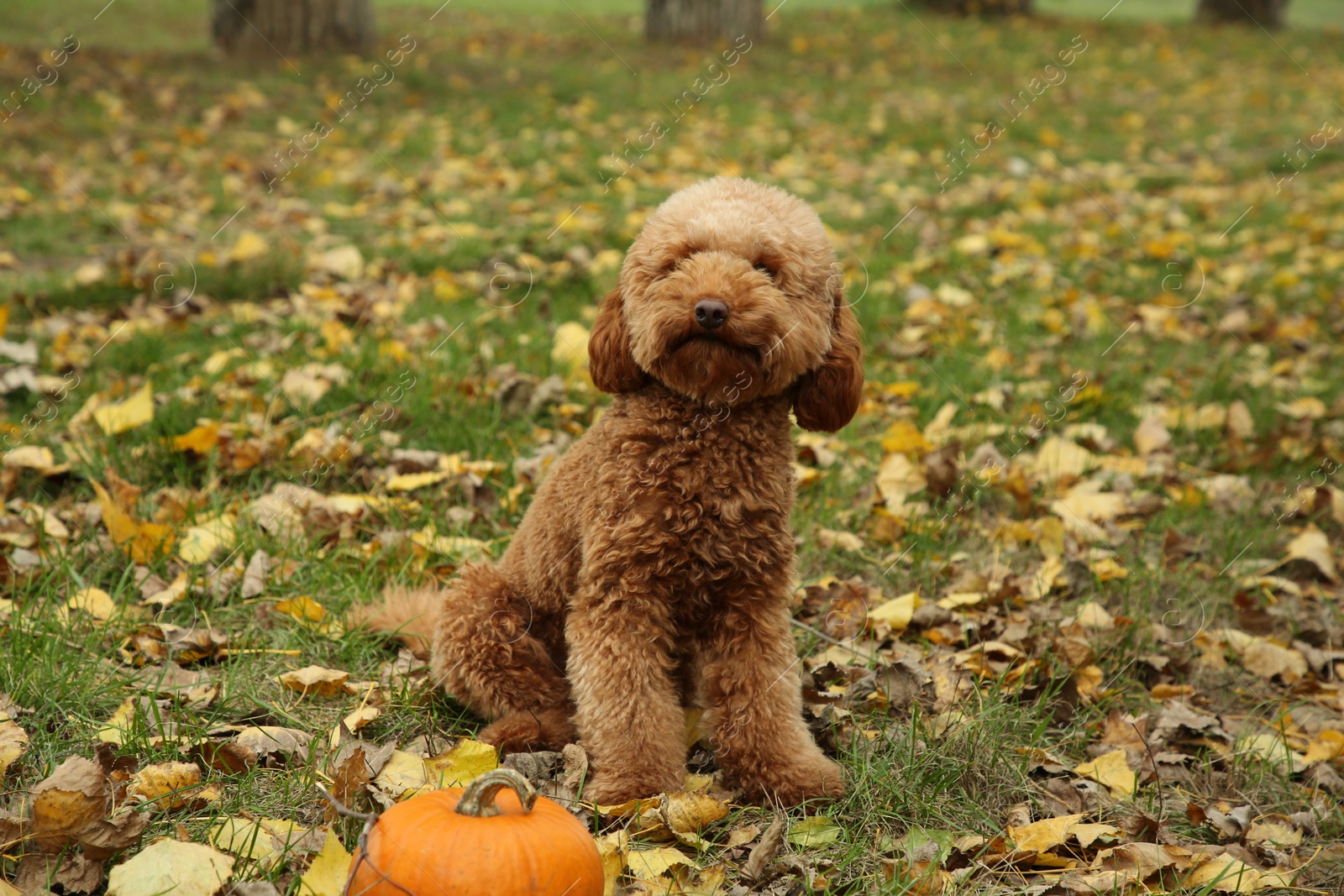 Photo of Cute fluffy dog in autumn park. Adorable pet