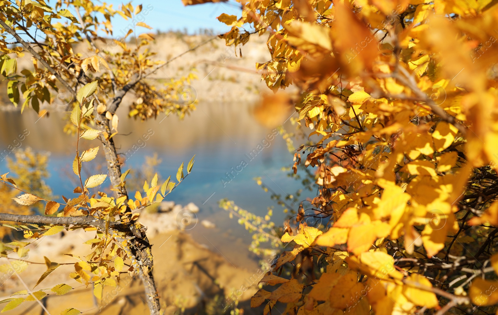 Photo of Woman touching branch with beautiful autumn leaves, closeup