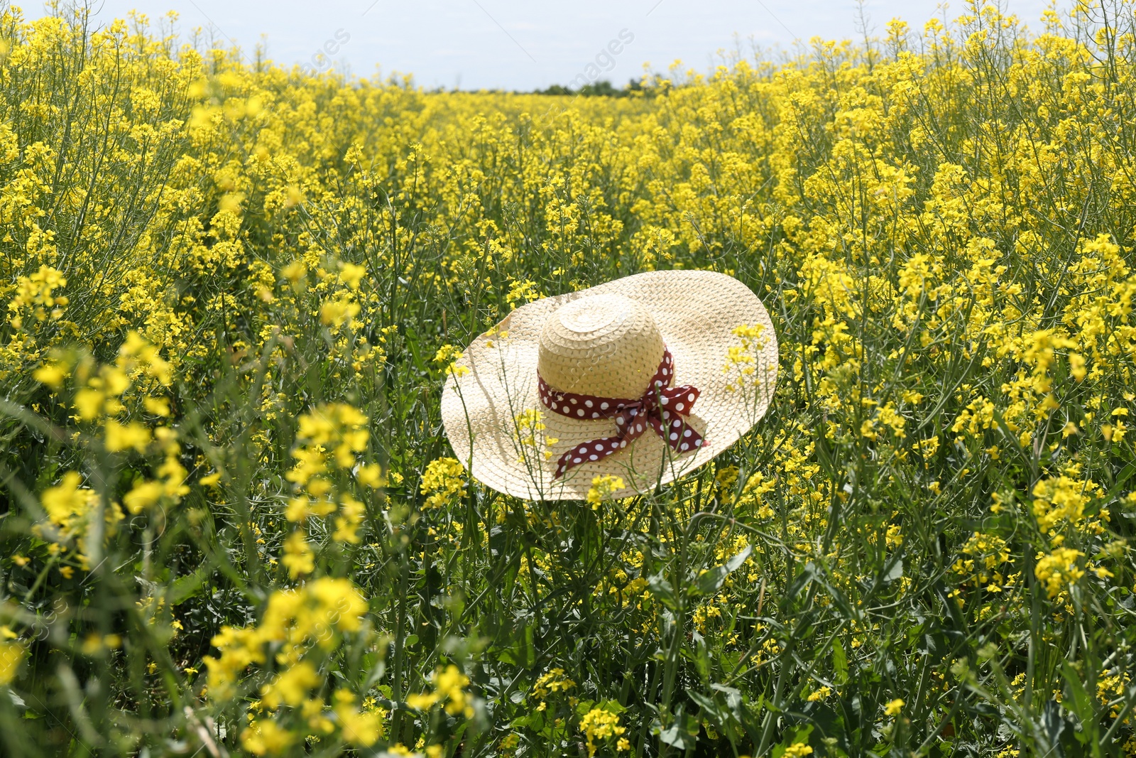 Photo of Field with beautiful blooming rapeseed flowers and hat