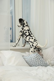 Photo of Adorable Dalmatian dog looking out window in bedroom