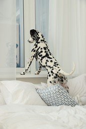 Adorable Dalmatian dog looking out window in bedroom