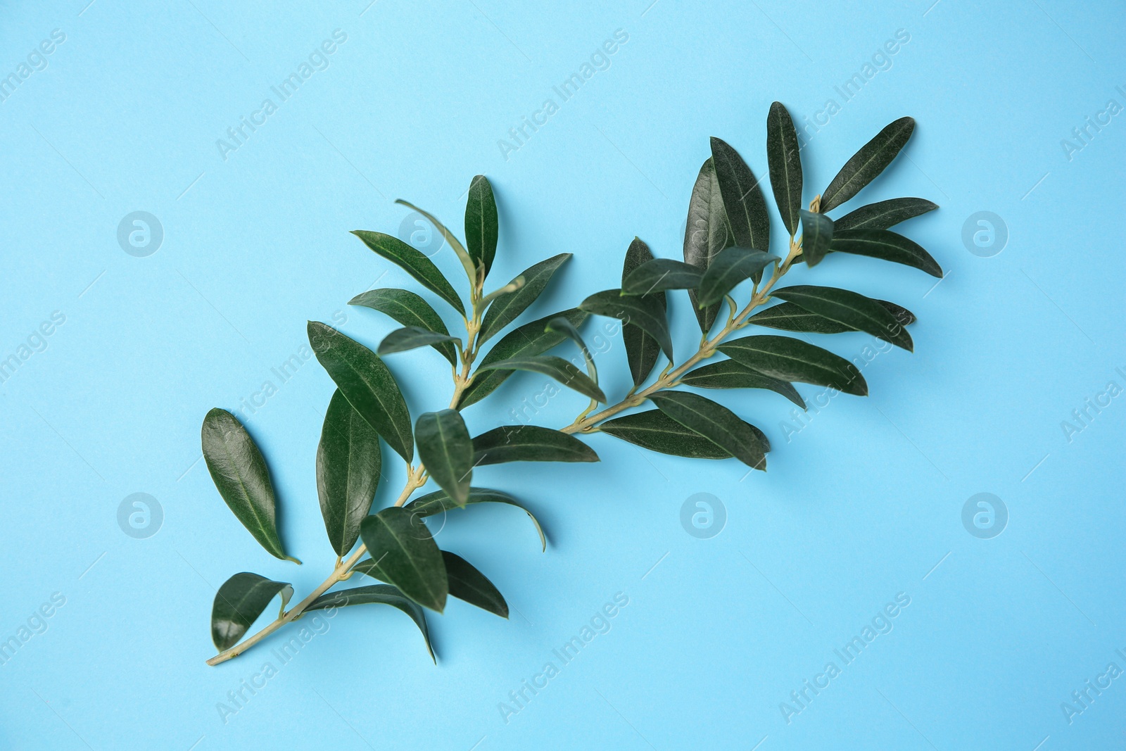 Photo of Olive twig with fresh green leaves on light blue background, top view