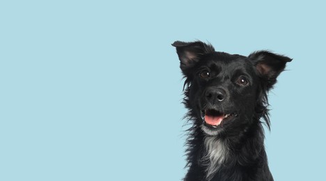 Image of Happy pet. Cute long haired dog smiling on pale light blue background, space for text. Banner design