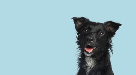 Happy pet. Cute long haired dog smiling on pale light blue background, space for text. Banner design