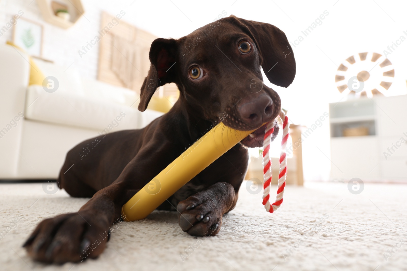 Photo of Cute German Shorthaired Pointer dog playing with toy at home