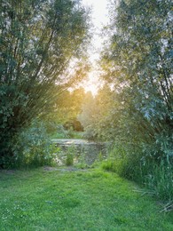 Photo of Beautiful view of different plants near lake on sunny day