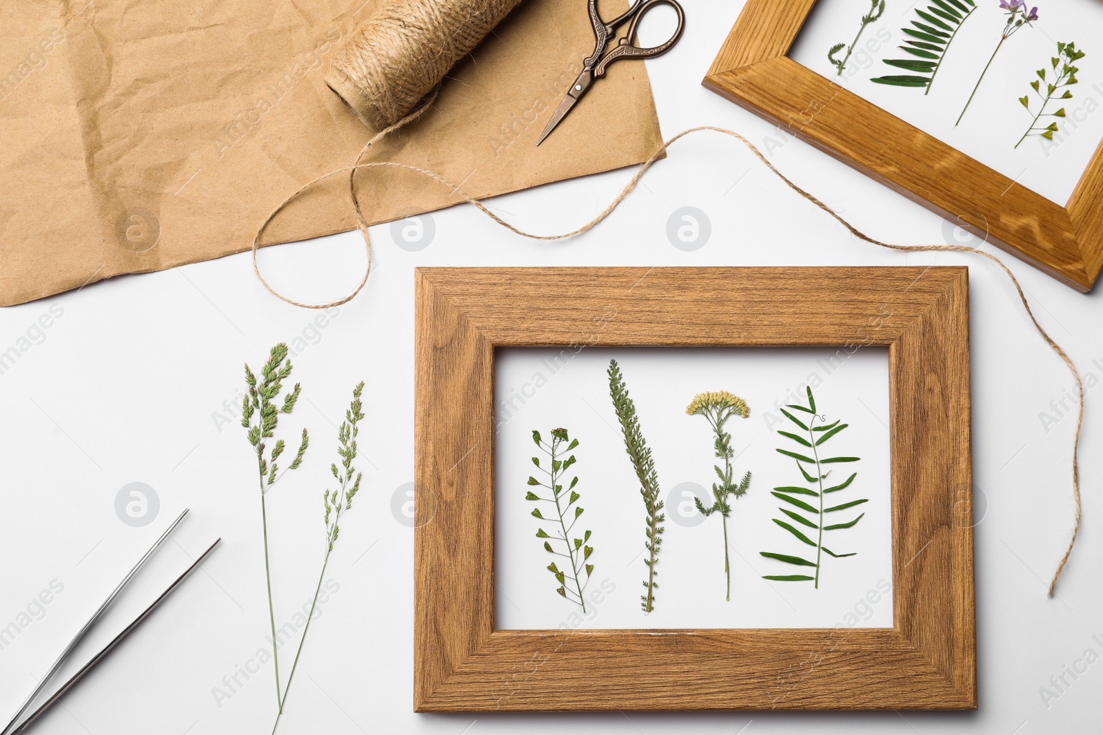 Photo of Flat lay composition with frames of wild dried meadow flowers on white background