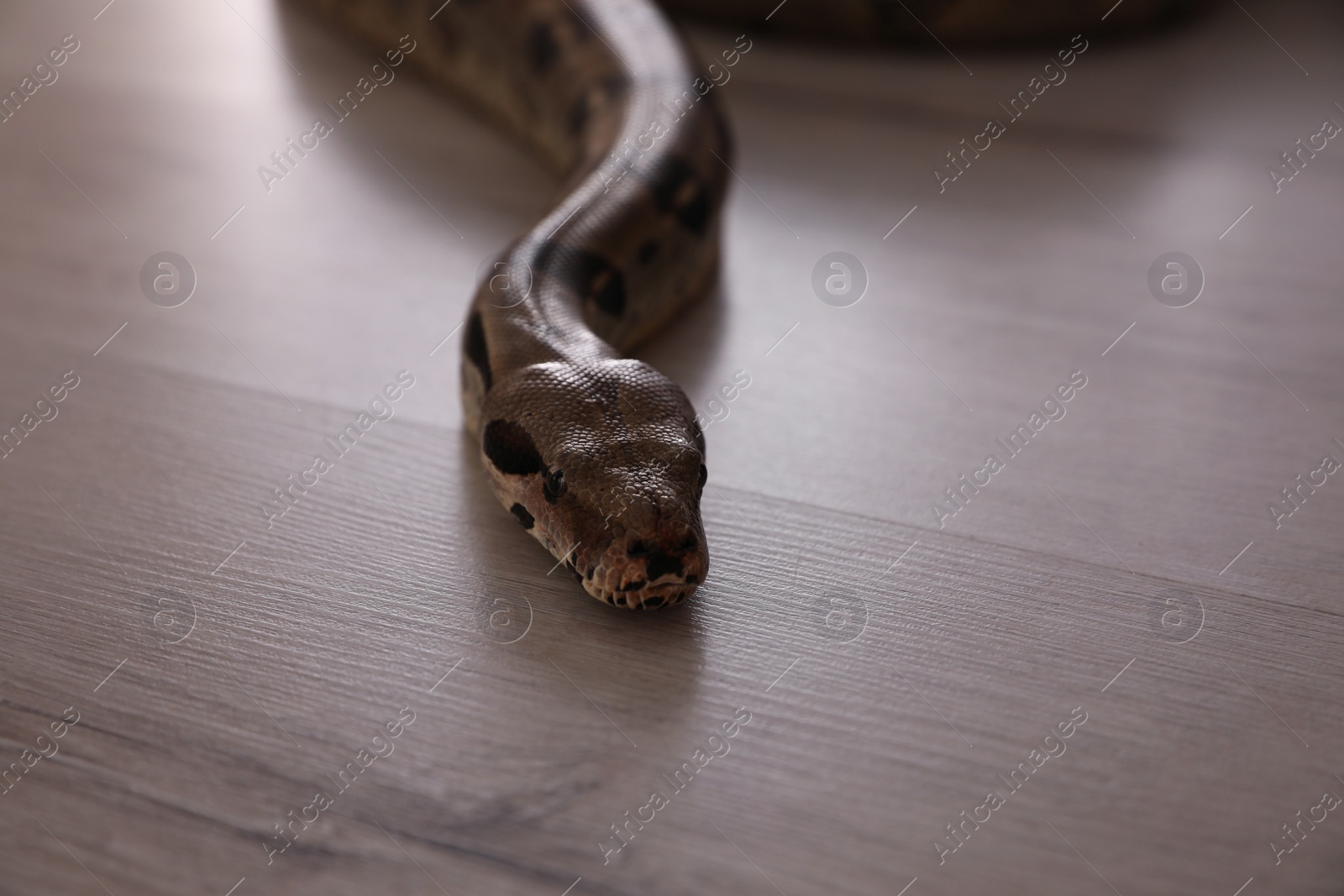 Photo of Brown boa constrictor crawling on floor in room