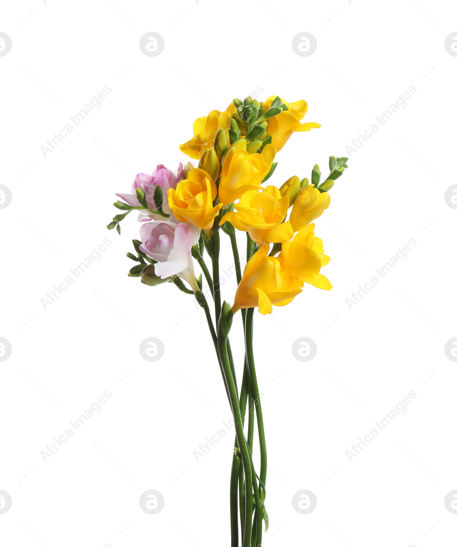 Photo of Beautiful colorful freesia flowers on white background