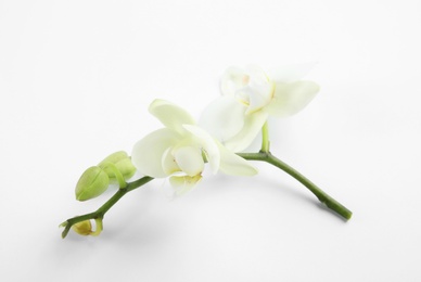 Photo of Branch with beautiful orchid flowers on white background. Tropical plant