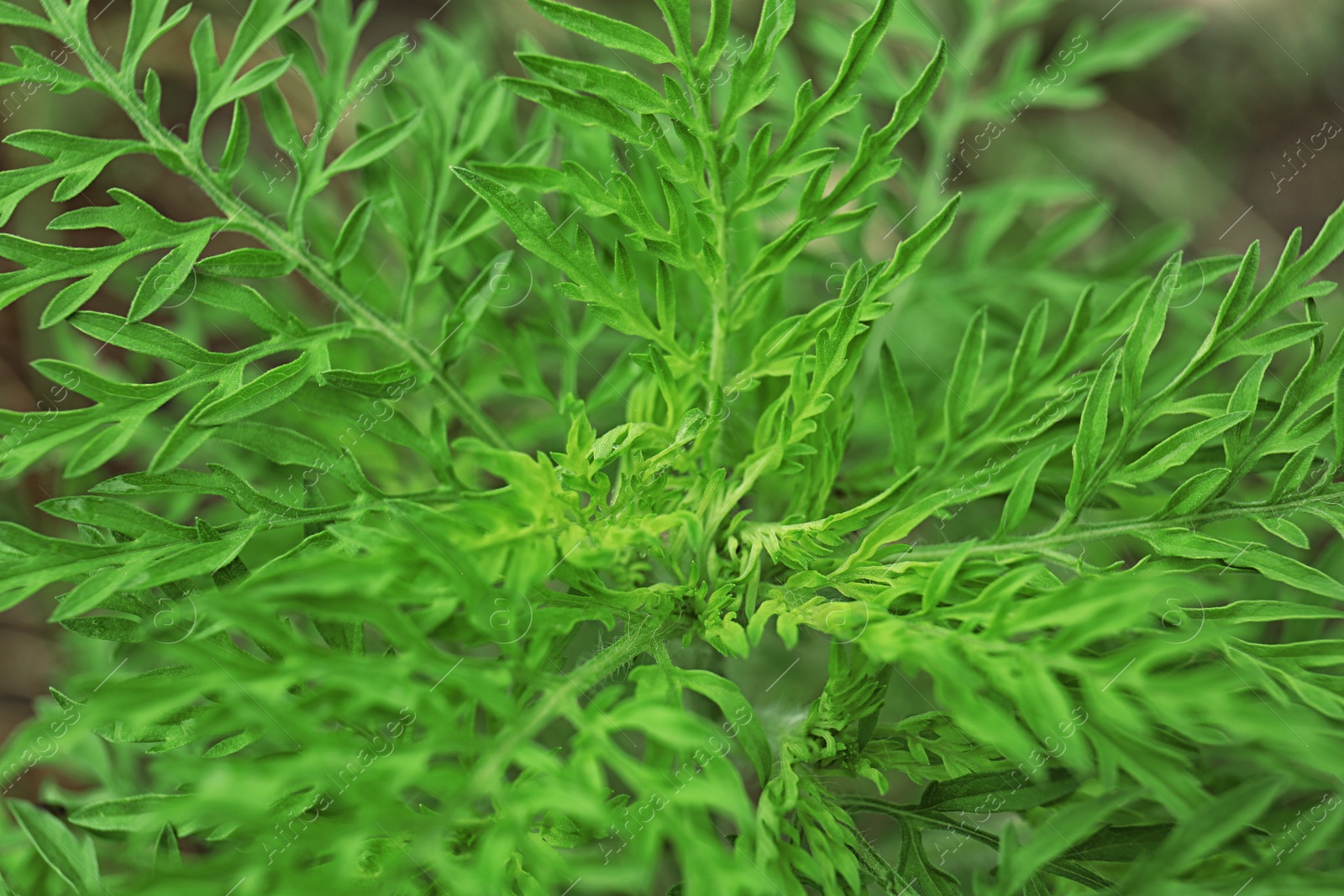 Photo of Ragweed plant (Ambrosia genus) outdoors, closeup. Seasonal allergy