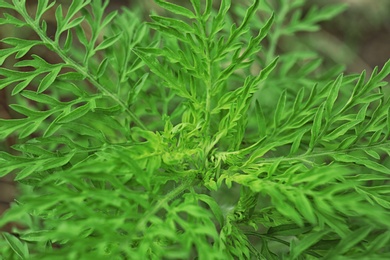 Photo of Ragweed plant (Ambrosia genus) outdoors, closeup. Seasonal allergy