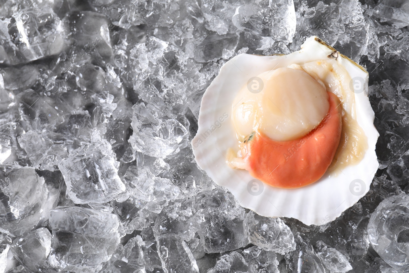 Photo of Fresh raw scallop in shell on ice cubes, top view. Space for text