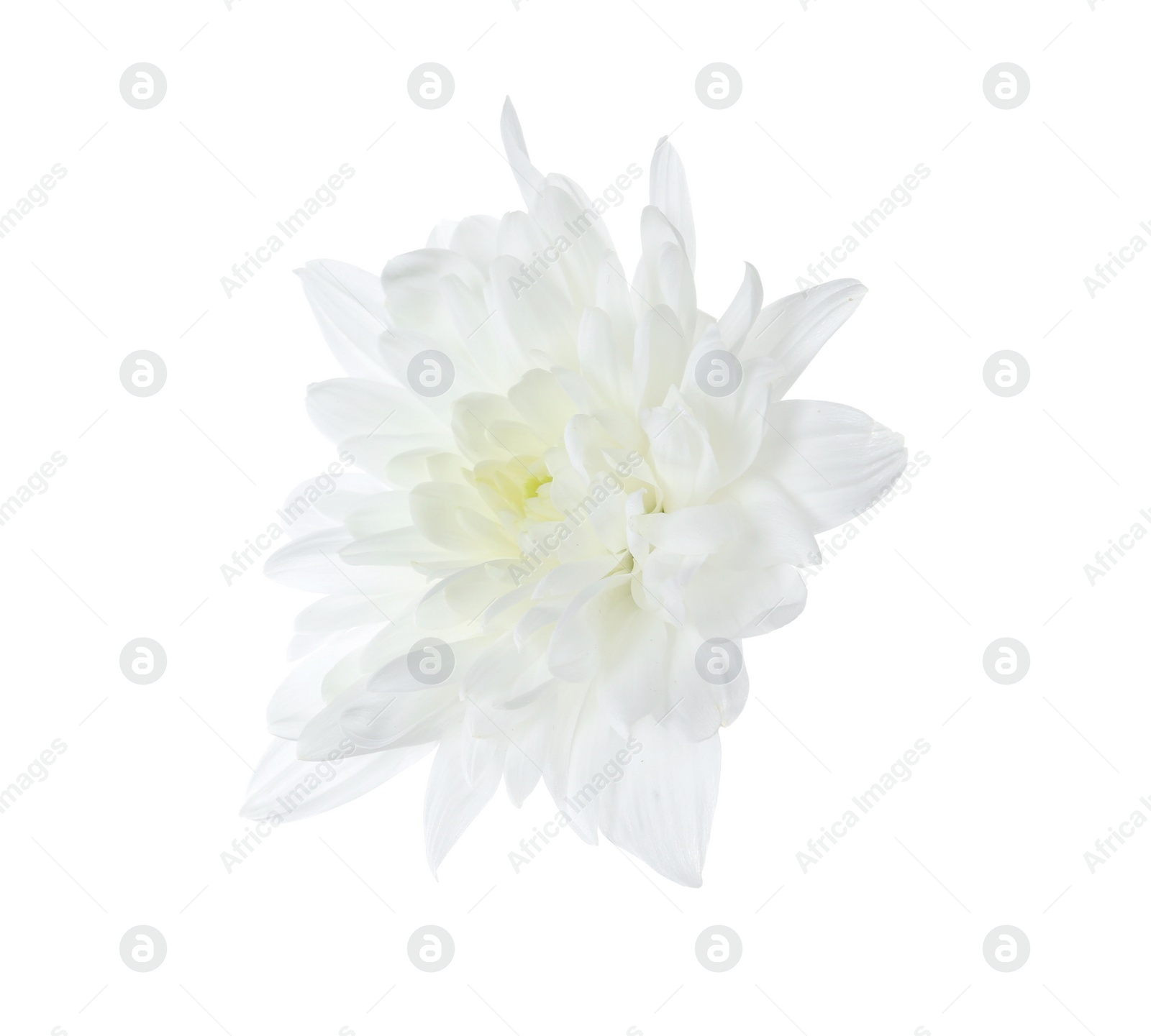 Photo of Beautiful tender chrysanthemum flower isolated on white