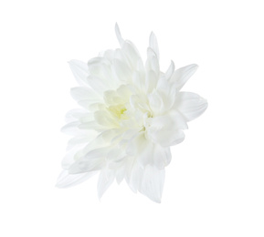 Photo of Beautiful tender chrysanthemum flower isolated on white