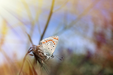Photo of Beautiful Adonis blue butterfly on plant in field, closeup. Space for text