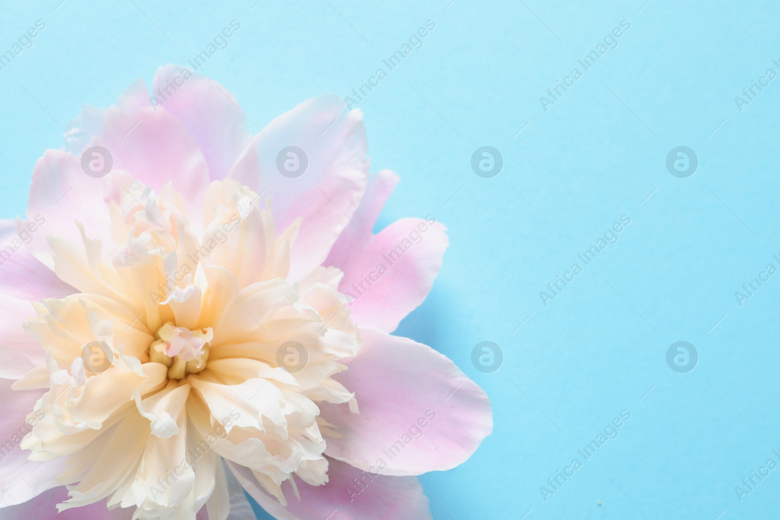 Photo of Beautiful fragrant peony flower on color  background