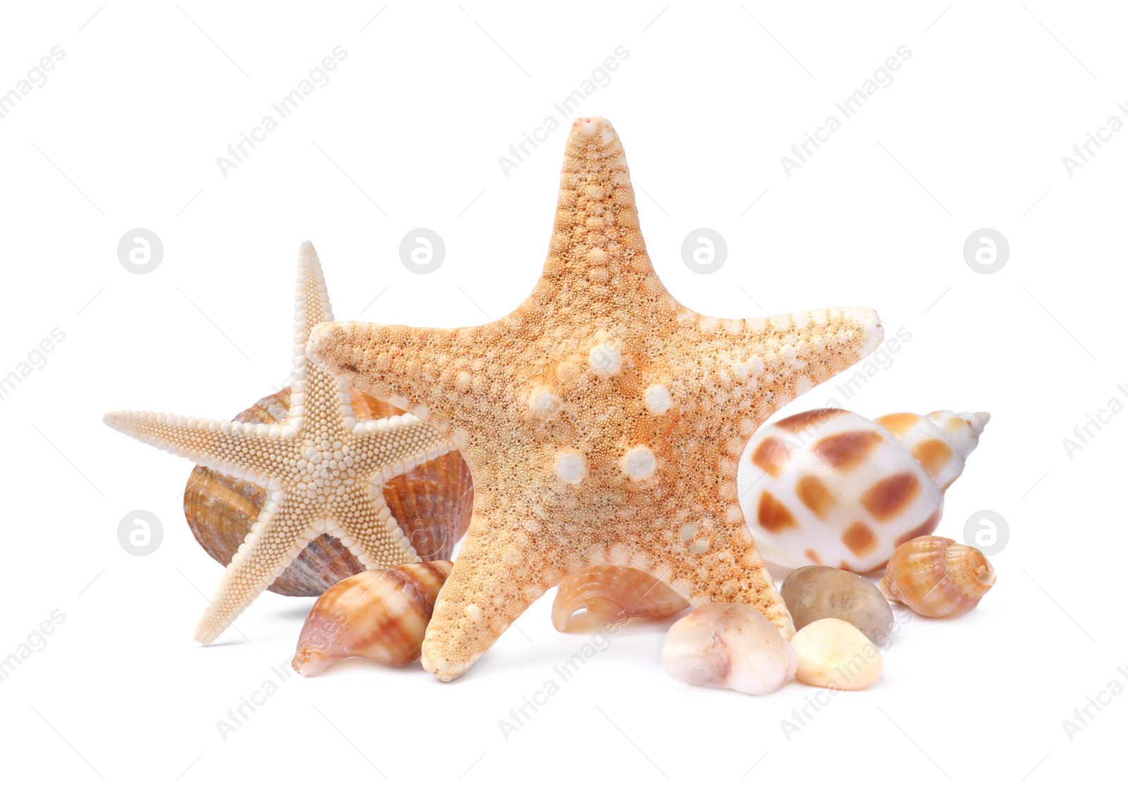 Photo of Beautiful sea stars and seashells on white background