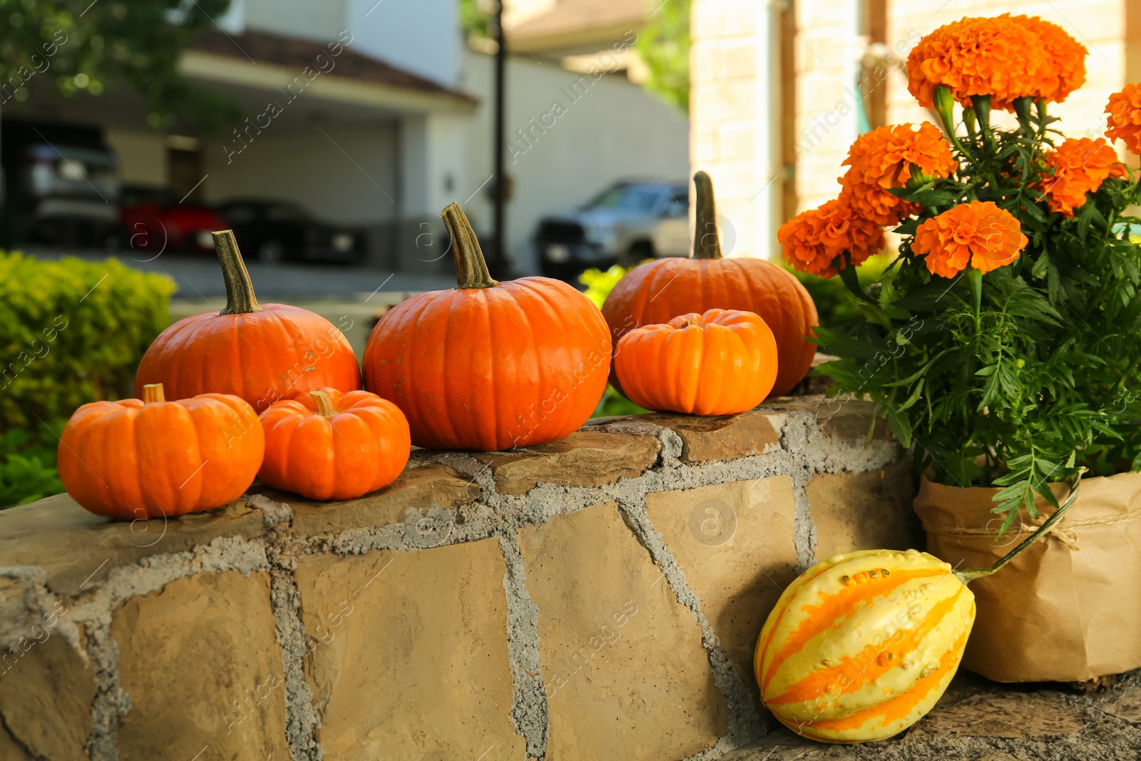 Photo of Many whole ripe pumpkins and potted flowers on stone curb in garden